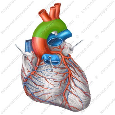 Дуга аорты (arcus aortae) – вид спереди